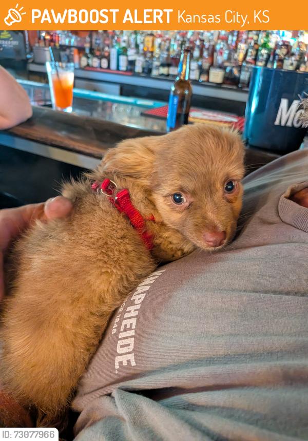 Found/Stray Male Dog last seen Near Bar, Kansas City, KS 66102