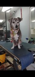 Reunited Female Dog last seen Hollywood fl, Hollywood, FL 33020
