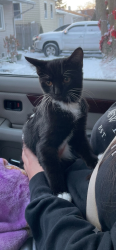 Lost Female Cat last seen Route 59 & route 38- Aspen Ridge apmts , West Chicago, IL 60185
