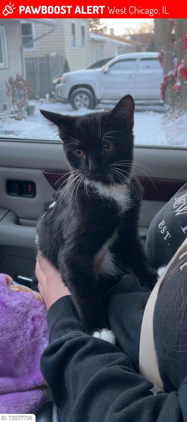 Lost Female Cat last seen Route 59 & route 38- Aspen Ridge apmts , West Chicago, IL 60185