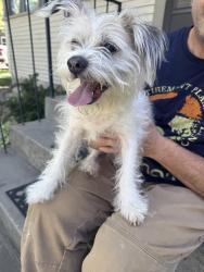 Found/Stray Male Dog last seen Between Blaine and Cleveland, Caldwell, ID 83605