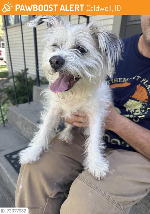 Found/Stray Male Dog last seen Between Blaine and Cleveland, Caldwell, ID 83605