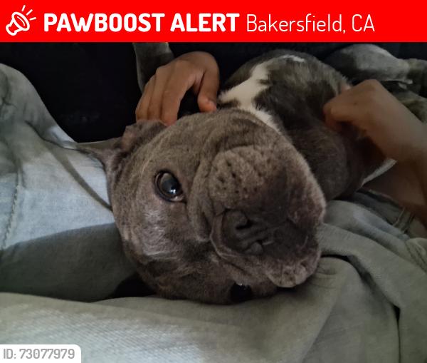 Lost Male Dog last seen California Ave, Bakersfield, CA 93309