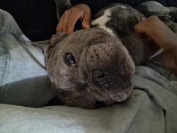 Lost Male Dog last seen California Ave, Bakersfield, CA 93309