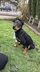 Found/Stray Male Dog last seen Miramonte Boulevard & E 60th street, Los Angeles, CA 90001