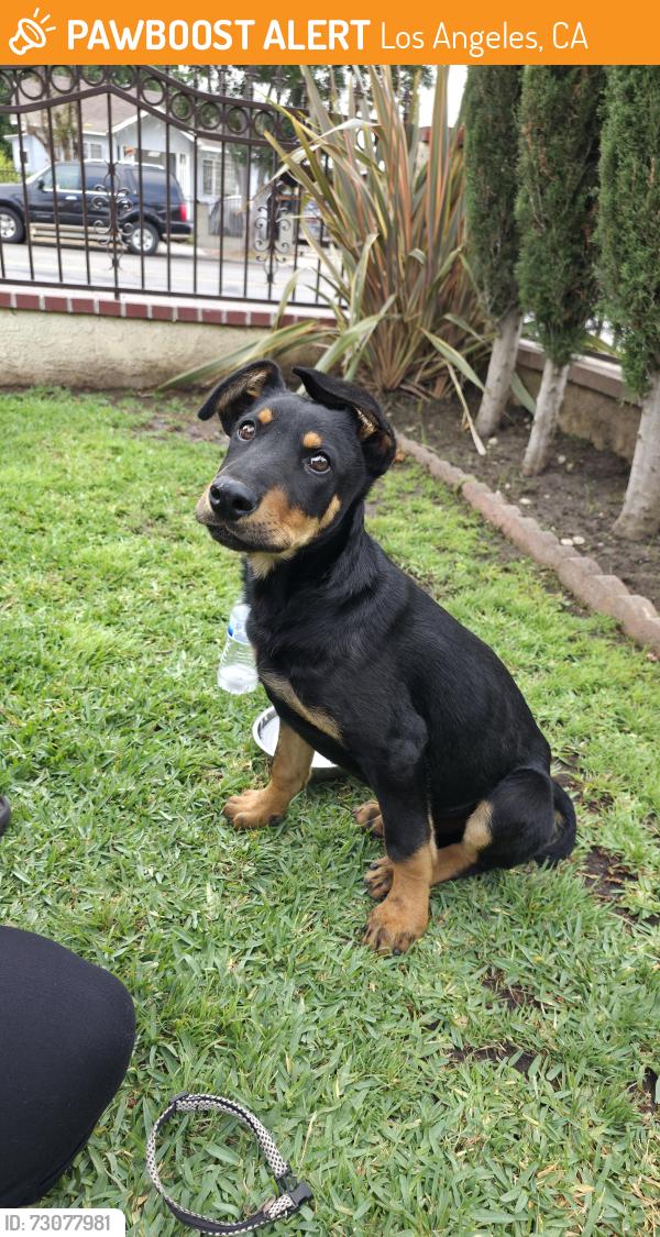 Found/Stray Male Dog last seen Miramonte Boulevard & E 60th street, Los Angeles, CA 90001