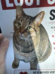 Lost Male Cat last seen Brookbend Neighborhood, Newark, DE 19713