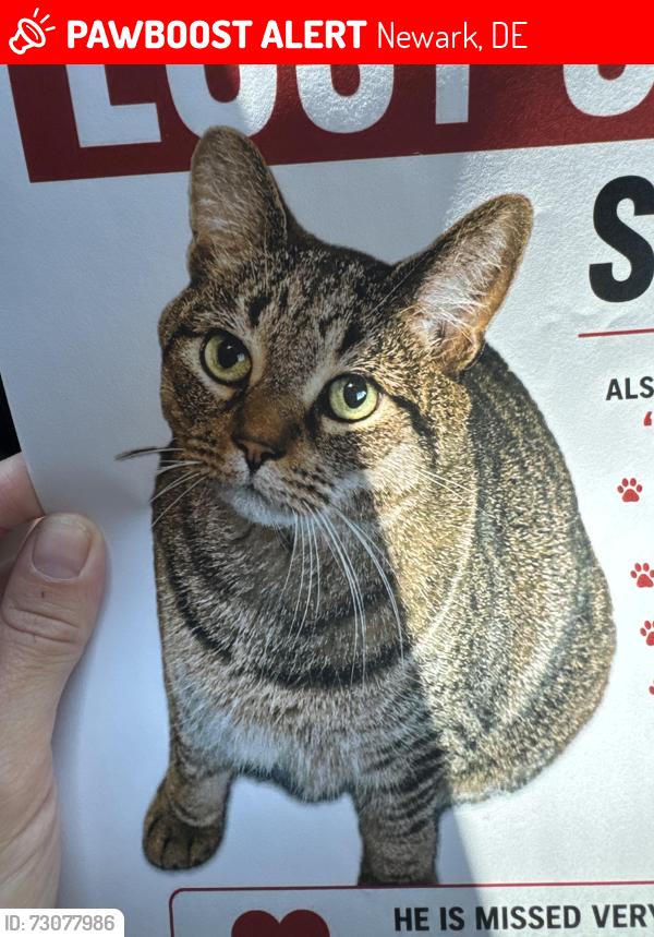 Lost Male Cat last seen Brookbend Neighborhood, Newark, DE 19713