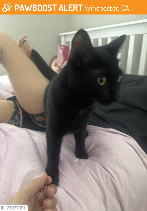 Found/Stray Unknown Cat last seen Tricon neighborhood, Winchester, CA 92596