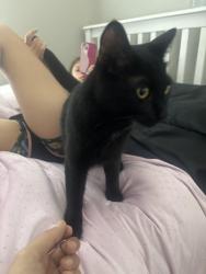 Found/Stray Unknown Cat last seen Tricon neighborhood, Winchester, CA 92596