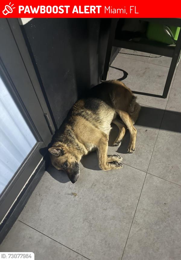 Lost Female Dog last seen Near Roberto Clemente park, Miami, FL 33127