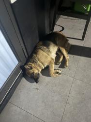 Lost Female Dog last seen Near Roberto Clemente park, Miami, FL 33127
