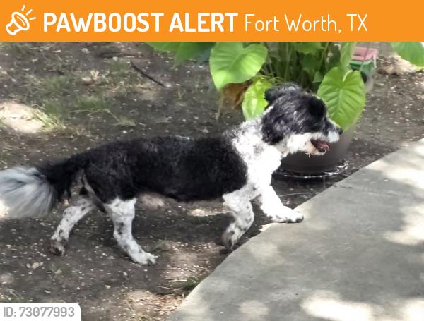 Found/Stray Male Dog last seen YMCA, Police station, Fort Worth, TX 76133