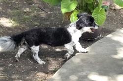 Found/Stray Male Dog last seen YMCA, Police station, Fort Worth, TX 76133