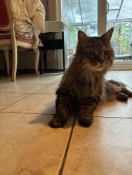 Found/Stray Unknown Cat last seen Beacon hill, Beaconsfield, QC H9W 2Z6