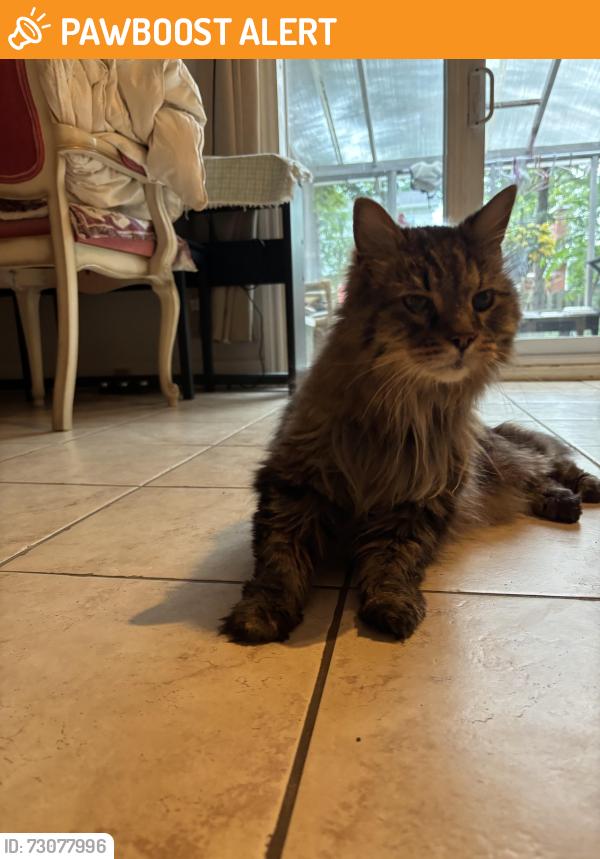 Found/Stray Unknown Cat last seen Beacon hill, Beaconsfield, QC H9W 2Z6
