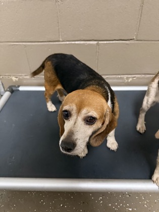 Shelter Stray Female Dog last seen Near Parnell Rd 29621, Anderson County, SC, 1320 US-29, Anderson, SC 29626, USA