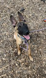 Shelter Stray Female Dog last seen Near HITT LAKE COURT Stone Mountain, 30087, 30087, GA, 3280 Chamblee Dunwoody Rd, Chamblee, GA 30341, USA