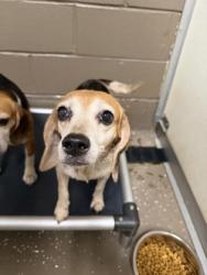 Shelter Stray Female Dog last seen Near Parnell Rd 29621, Anderson County, SC, 1320 US-29, Anderson, SC 29626, USA