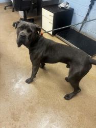 Shelter Stray Male Dog last seen Near CEDAR CROFT LANE Lithonia, 30058, 30058, GA, 3280 Chamblee Dunwoody Rd, Chamblee, GA 30341, USA