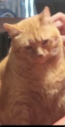 Reunited Male Cat last seen Green Oak Dr and Oakcliff Rd, Doraville, GA 30340
