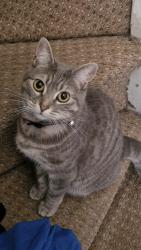 Lost Female Cat last seen Bd7, West Yorkshire, England 