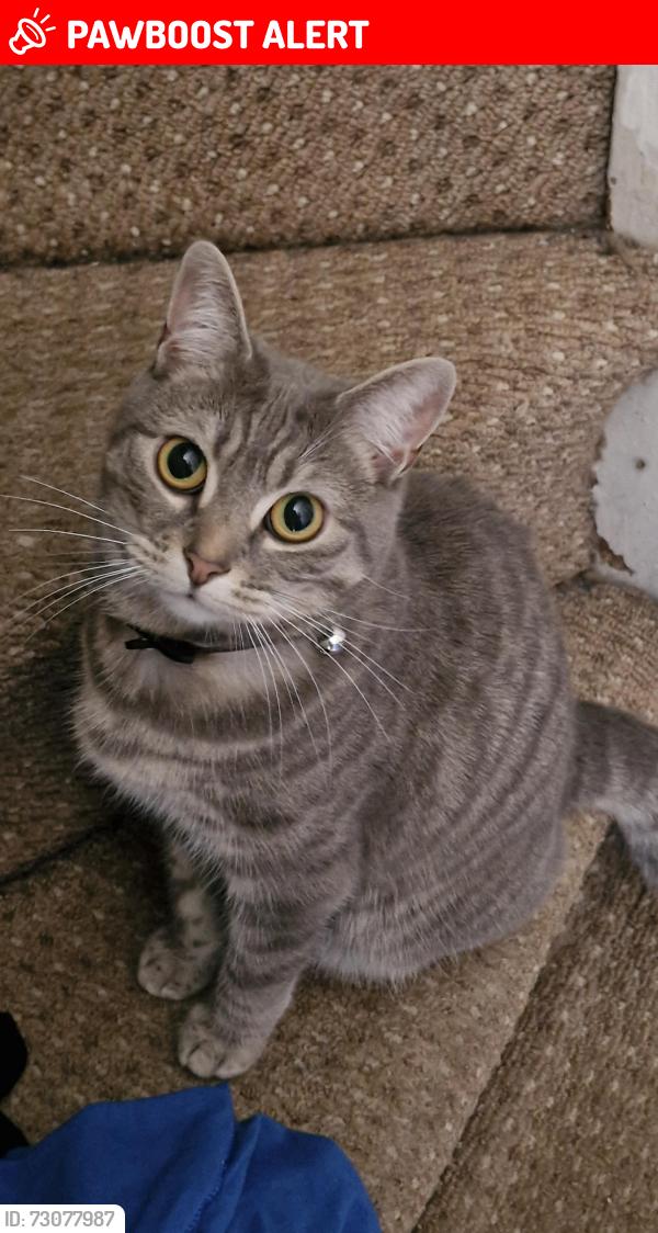 Lost Female Cat last seen Bd7, West Yorkshire, England 
