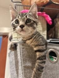 Shelter Stray Male Cat last seen 29th and San Pablo, Oakland, CA, 1101 29th Ave, Oakland, CA 94601, USA