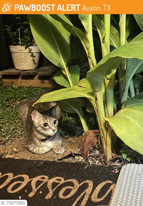 Found/Stray Female Cat last seen Thurmond h Austin Tx 78758, Austin, TX 78757
