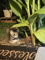 Found/Stray Female Cat last seen Thurmond h Austin Tx 78758, Austin, TX 78757