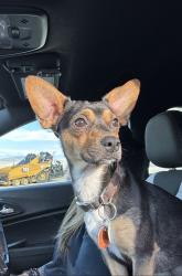 Lost Male Dog last seen roys park/orchards, Farmersville, CA 93223