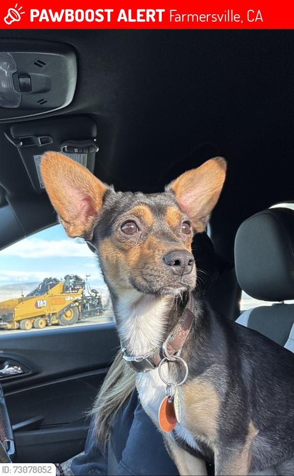 Lost Male Dog last seen roys park/orchards, Farmersville, CA 93223
