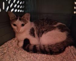 Found/Stray Female Cat last seen Burger King, Gall Blvd and 11th Ave, Zephyrhills, FL 33542
