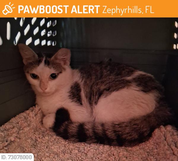 Found/Stray Female Cat last seen Burger King, Gall Blvd and 11th Ave, Zephyrhills, FL 33542