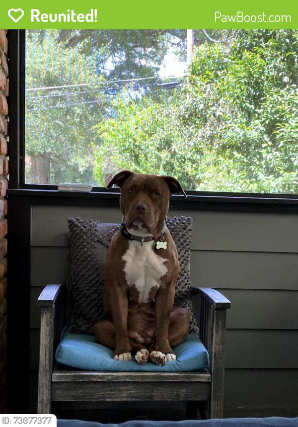 Reunited Female Dog last seen Hayden Dr Neighborhood , East Point, GA 30344