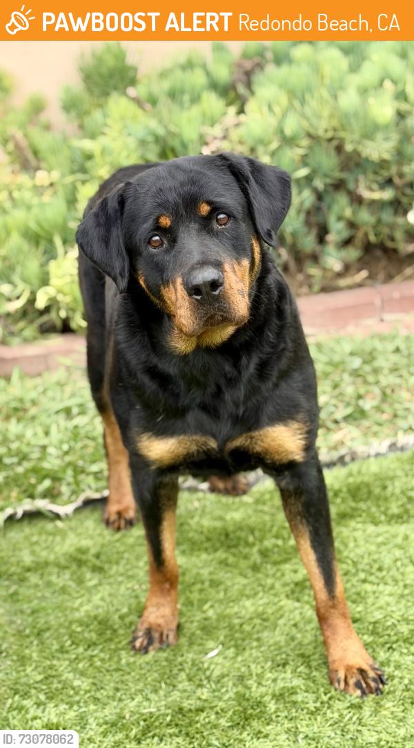 Found/Stray Female Dog last seen 182nd and Railroad Tracks, Redondo Beach, CA 90278