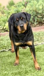Found/Stray Female Dog last seen 182nd and Railroad Tracks, Redondo Beach, CA 90278
