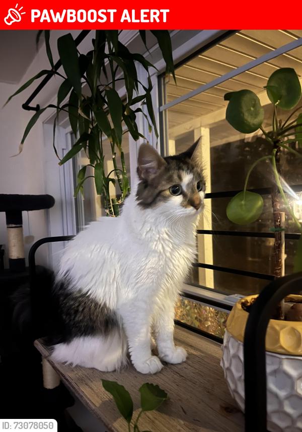 Lost Female Cat last seen Last seen at home, Tuesday AM Steven dr and Birch, Colorado Springs, CO 80911