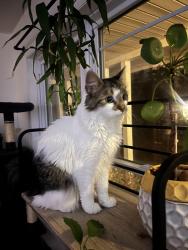 Lost Female Cat last seen Last seen at home, Tuesday AM Steven dr and Birch, Colorado Springs, CO 80911