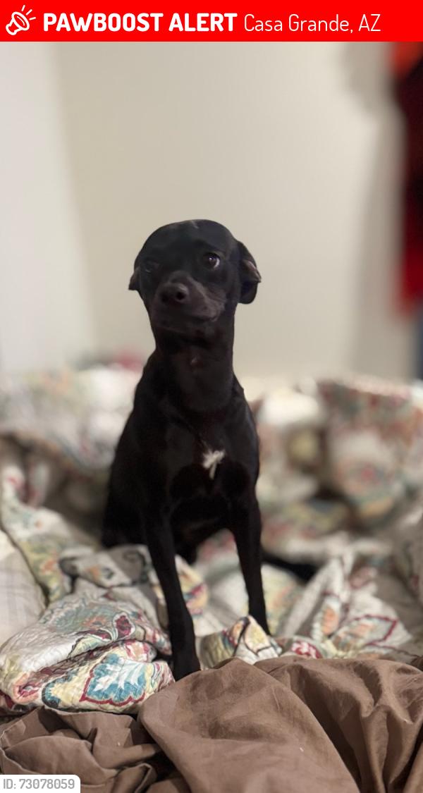 Lost Male Dog last seen McMurray and Trekell, Casa Grande, AZ 85122