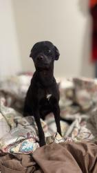 Lost Male Dog last seen McMurray and Trekell, Casa Grande, AZ 85122