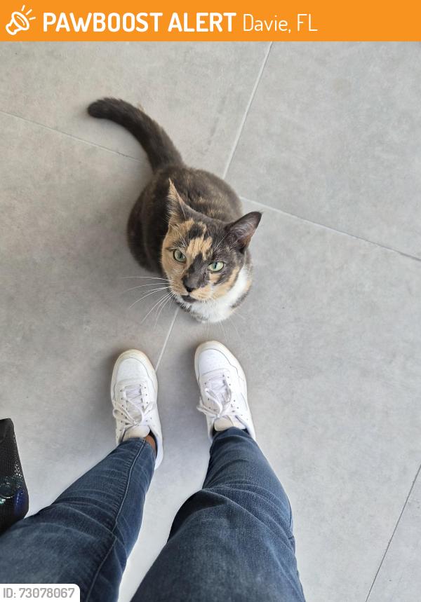 Found/Stray Unknown Cat last seen Burris rd in Davie near 441, Davie, FL 33314