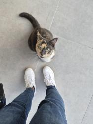Found/Stray Unknown Cat last seen Burris rd in Davie near 441, Davie, FL 33314