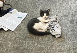 Shelter Stray Male Cat last seen E 143rd Street, BRONX, NY, 10451, 326 E 110th St, New York, NY 10029, USA