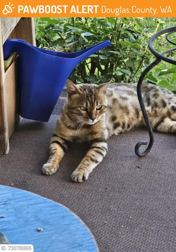 Found/Stray Male Cat last seen Eller st, East Wenatchee, WA 98802