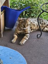 Found/Stray Male Cat last seen Eller st, East Wenatchee, WA 98802