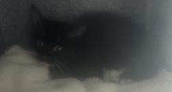 Shelter Stray Female Cat last seen Near E Delrio Street, unincorporated, UT, 84118, 511 W 3900 S, Salt Lake City, UT 84123, USA