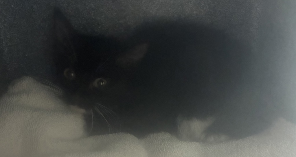 Shelter Stray Female Cat last seen Near E Delrio Street, unincorporated, UT, 84118, 511 W 3900 S, Salt Lake City, UT 84123, USA