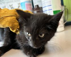 Shelter Stray Female Cat last seen Near E Delrio Street, unincorporated, UT, 84118, 511 W 3900 S, Salt Lake City, UT 84123, USA