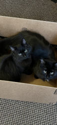 Lost Male Cat last seen San Francisco NE Salem, OR, Salem, OR 97305